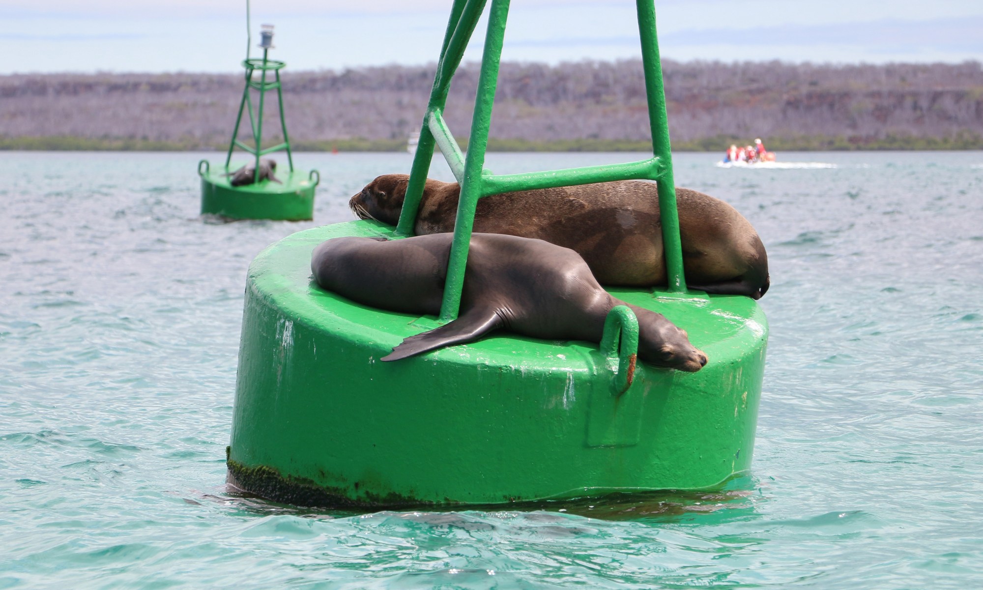 The Grace Link - Rest